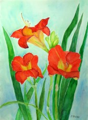 Day Lilies at Gans Road