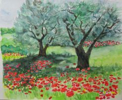 Des coquelicots sous des oliviers