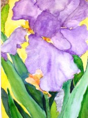 Jan's Iris
