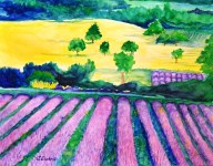 Lavender Field in Provence
